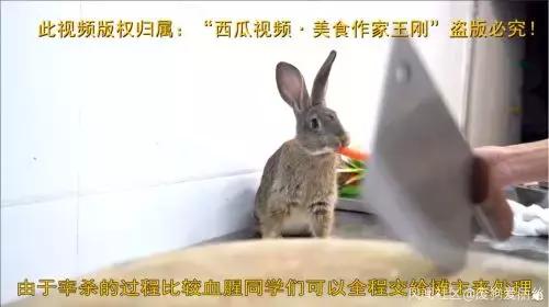 前有娃娃鱼后有冷吃兔，为何中国厨师炫技就是残忍？