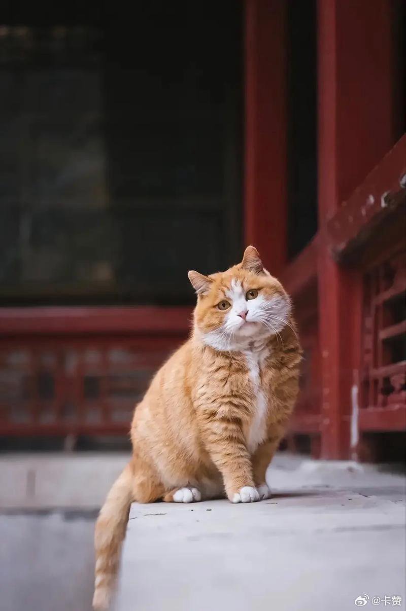 故宫猫帕帕将参加猫王大赛，工作人员为牠量身制定了健康饮食计划。(取材自微博)