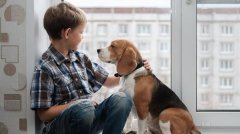 <b>狗狗也能当医生？专家称动物协助利于治疗儿童语言障碍</b>